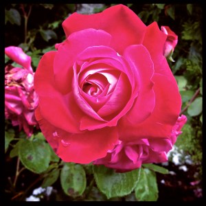 Red Rose