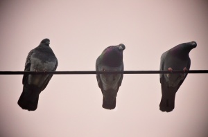 Pigeons on Watch