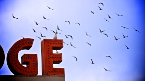 Pigeons Over Ridge Sign