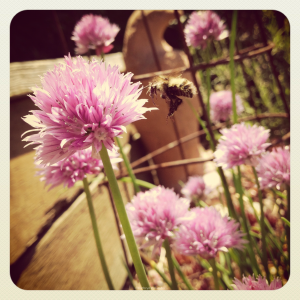 Bee and Flowering Chives